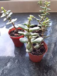 Image result for Crassula schimperi