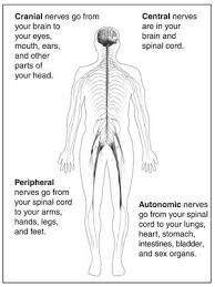 Central nervous system (cns) is the integration and command center of the body. Central Nervous System Drawing At Paintingvalley Com Explore Collection Of Central Nervous System Drawing