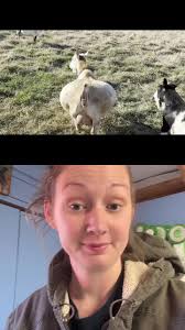 Tiny Blonde Florida Goat