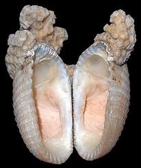 Image result for Nolletia arenosa