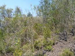 Image result for Gastrodia rwandensis