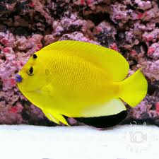 サーチライフクラフト