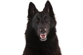 The belgian sheepdog has an inherent desire to herd and chase things. Belgian Sheepdog Facts The History Junkie