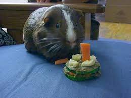 Pin On Guinea Pig Cage Ideas Cavy Diy