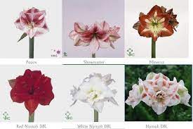 Amaryllis Flower Identification Amaryllis Flower Guide