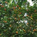 Image result for Cassinopsis ilicifolia