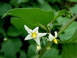 Image result for Solanum