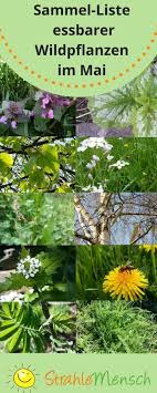 Sammel Liste Essbare Wildpflanzen Mai Strahlemensch Essbare Pflanzen Pflanzen Krauter Pflanzen