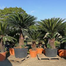 Image result for Cycas