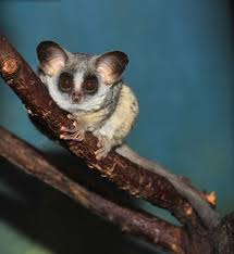 Bush baby world shimmies christie soft toy plush new tags. Britain S Bush Baby Twins Zooborns
