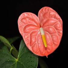 Coral Anthurium Plant Anthurium Plant Anthurium Wax Flowers