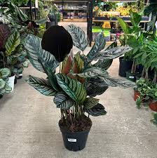 Image result for calathea