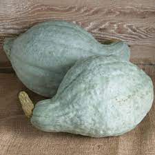 Has been growing a large selection of annuals, perennials, pond plants, hanging baskets and patio planters that thrive in our climate. Organic Blue Hubbard Squash Seeds Johnny S Selected Seeds
