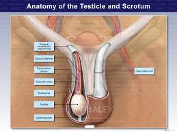 Image result for Scrotum