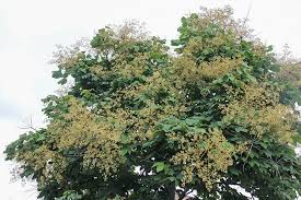 鳳凰の木 青桐 あおぎり 東アジア植物記 読みもの サカタのタネ 家庭菜園 園芸情報サイト 園芸通信