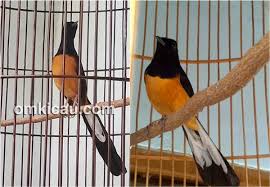 Setelah mendownload suara masteran burung murai batu di atas, maka untuk selanjutnya adalah melakukan mastering pada burung murai batu tersebut, agar ketika memutar suara masteran dari mp3 yang sudah di download mampu di tirukan oleh burung murai batu peliharaan anda tersebut. Suara Burung Murai Batu Mp3 Lengkap Om Kicau