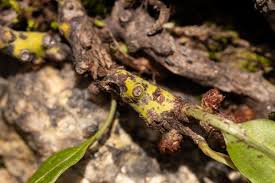 Image result for Lepisorus schraderi