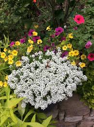 This hybrid is tolerant of hot southern summer temperatures and does well. White Knight Alyssum Leads With Beauty And Fragrance
