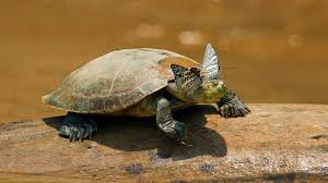 If you were a turtle, you might live for more than 150 years. Turtle And Tortoise San Diego Zoo Animals Plants