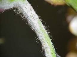 powdery mildew ile ilgili görsel sonucu