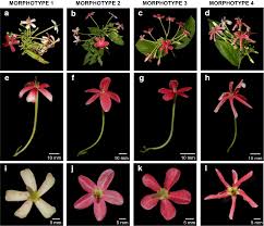 Image result for Combretum indicum