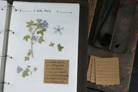 Im sommer oder im winter ist ein kleiner ausflug auf den schulhof oder dorthin, wo bäume stehen, lohnenswert. Herbaium Vorlagen Etiketten Herbarium Vorlage Vorlagen Etiketten