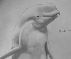 Dolphins, whales, sea otters and other marine mammals capture the imagination and demand the affections of people around the world. Beluga Whale Drawing By Harvey2314 On Deviantart