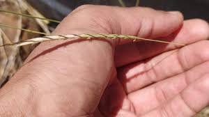 Image result for Sehima