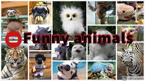 See more ideas about animal pictures, funny animal pictures, funny animals. Funny Animals Photos Facebook