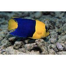 Bicolor Angelfish Centropyge Bicolor Peces Acuario