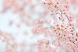 Papel De Parede Flor Rosa Flor De Cerejeira Primavera Petala Ramo Fechar Se Plantar Galho Luz Solar Papel De Parede Do Computador 1024x680 921629 Papel De Parede Para Pc Wallhere O papel de parede ou wallpaper flores de cerejeira esta disponivel para download gratuito para decoracao de seu computador desktop (windows e mac), celular, smartphone para baixar este lindo papel de parede tamanho completo 1440x900 para pc e celular voce pode clicar na imagem abaixo. plantar galho luz solar papel