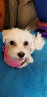 If anyone knows or has seen her around please reach out to us last seen  around 1485 Phone # (936)217-4859