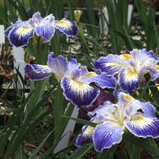 Image result for Palisota ambigua