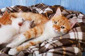 Spaying your cat will drastically reduce their chance of getting mammary cancer. How Many Nipples Do Cats Have
