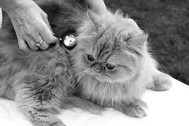 Unfortunately, diarrhea generally has to run its course. Feline Gastritis Tufts Catnip