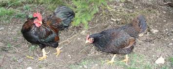 Die rasse entstand aus landhühnern, in denen privatzüchter cochins einkreuzten. Kleine Huhnerrassen 10 Beliebte Zwerghuhner Und Ihre Besonderheiten