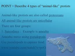 Check spelling or type a new query. Protists Kingdom Protista Ppt Download