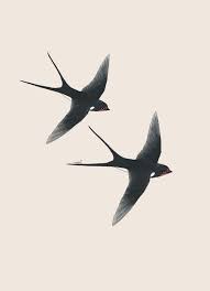 A3 Quot Hirondelles Quot Hirondelles Tierzeichnungmuster Tierzeichnung Tierzeichnungdurer Tier Bird Tattoos Arm Swallow Bird Tattoos Bird Illustration