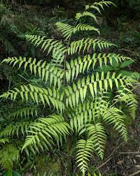 Image result for Diplazium