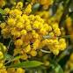 Macedon Ranges Spring Awakening — Macedon Ranges event image