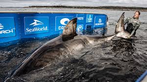 Un homme de 29 ans a eu la main partiellement arrachée par un requin bouledogue alors qu'il était en train de faire du surf. Un Enorme Requin Blanc En Route Vers Les Cotes Europeennes Soirmag