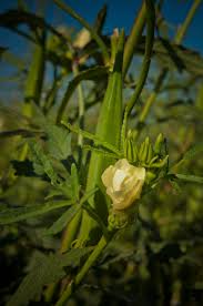 companion planting for okra insteading