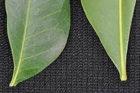 Image result for Ptaeroxylon obliquum