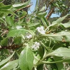 Image result for Myoporum laetum