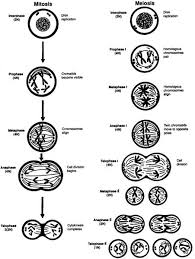Meiosis is composed of two rounds of cell division, namely meiosis i & meiosis ii. 16 Meiosis Coloring Worksheet
