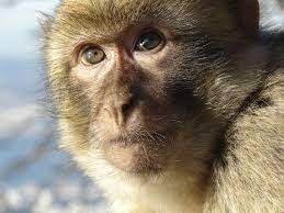 The Curious Case Of The Last Wild Monkeys In Europe Affen