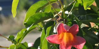 Image result for Bignonia capreolata