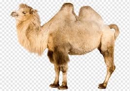 Bactrian camel) forming a thick overcoat. Dromedary Camel Bactrian Camel Camel Like Mammal Arabian Camel Wildlife Snout Live Dromedary Bactrian Camel Camel Png Pngwing