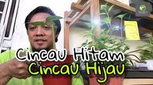 Mesona chinensis asal bibit : Cara Membezakan Pokok Cincau Hijau Cincau Hitam Youtube