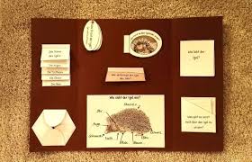 Igel Lapbook Mit Bildern Ideen Fur Die Schule Schulideen